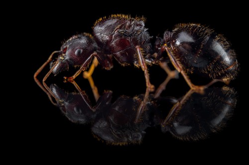 Mrówka carebara diversa.
