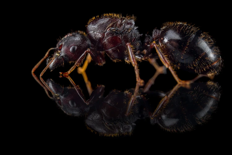 Mrówka carebara diversa.