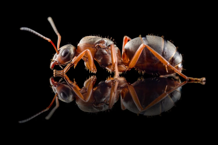 Mrówka formica cunicularia.