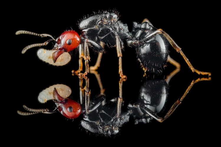 Mrówka messor angularis.