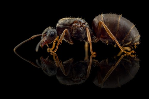 Królowa hurtnicy czarnej Lasius niger na czarnym tle