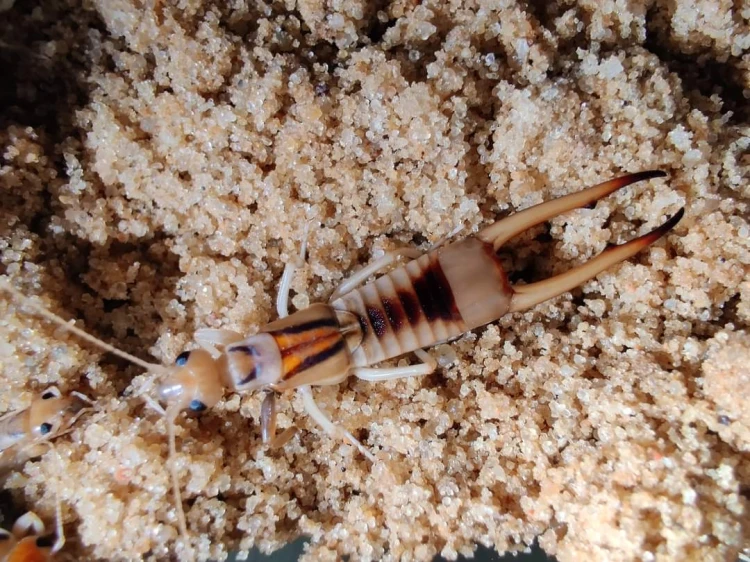 Perce-oreille des sables Labidura riparia avec de grands pinces sur substrat sableux.
