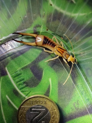 Perce-oreille des sables Labidura riparia à côté d'une pièce de 2 PLN dans un récipient en plastique.
