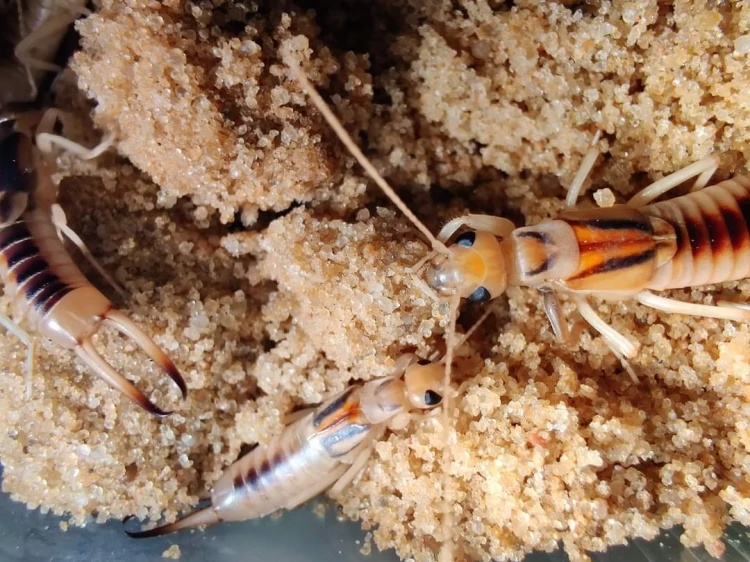 Plusieurs perce-oreilles des sables Labidura riparia sur du sable.