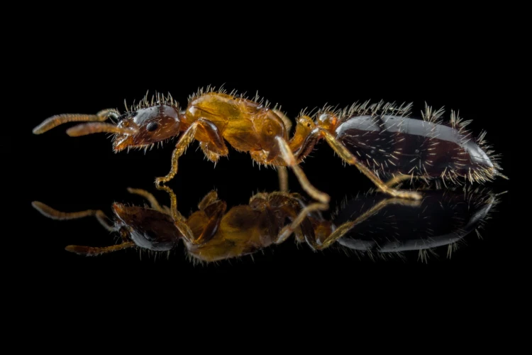 Tiny queen of Monomorium floricola with elongated abdomen in profile on black glass reflection