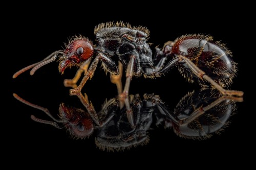 Reine fourmi moissonneuse Messor barbarus sur fond noir réfléchissant