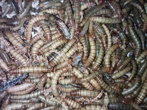 Gros plan de larves vivantes de vers de farine dans le substrat d'élevage.
