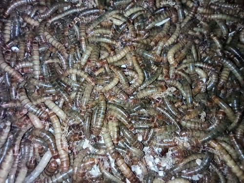 Larwy mącznika młynarka.