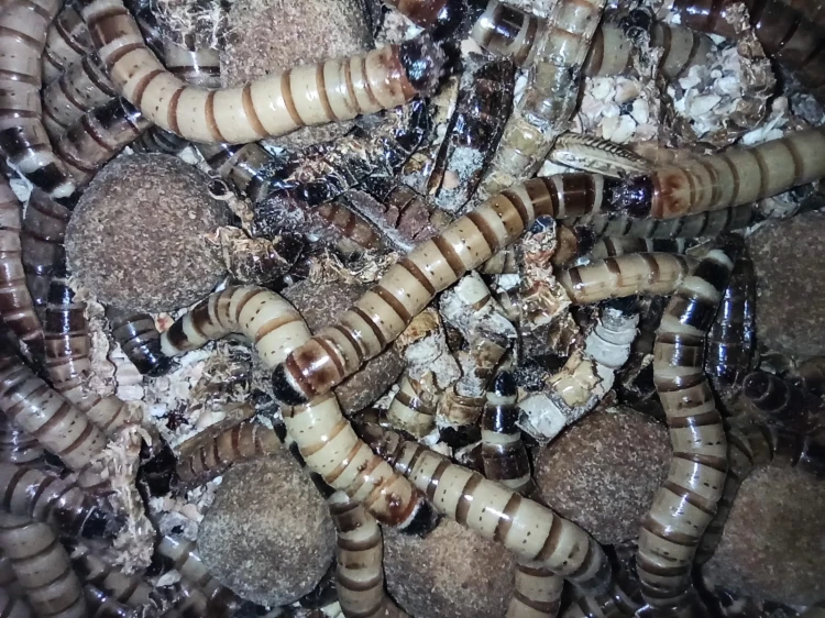 Superworm larva (Zophobas morio)