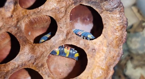 Suszony kwiat lotosu.