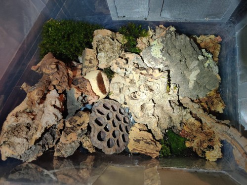 Suszony kwiat lotosu.