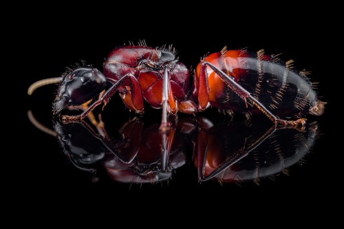 Reine fourmi charpentière Camponotus ligniperda sur fond noir brillant