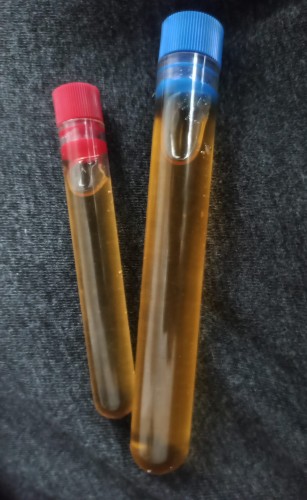 Deux tubes à essai remplis de miel naturel liquide pour fourmis avec bouchons rouge et bleu.