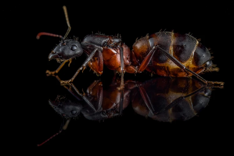 Mrówka Camponotus cruentatus.