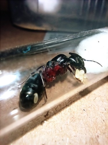 Reine Camponotus herculeanus avec un paquet d'œufs dans un tube à essai