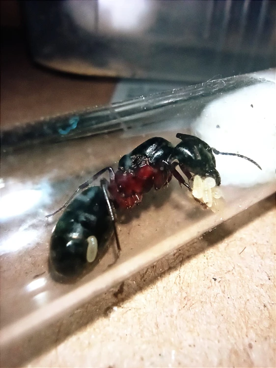 Reine Camponotus herculeanus avec un paquet d'œufs dans un tube à essai