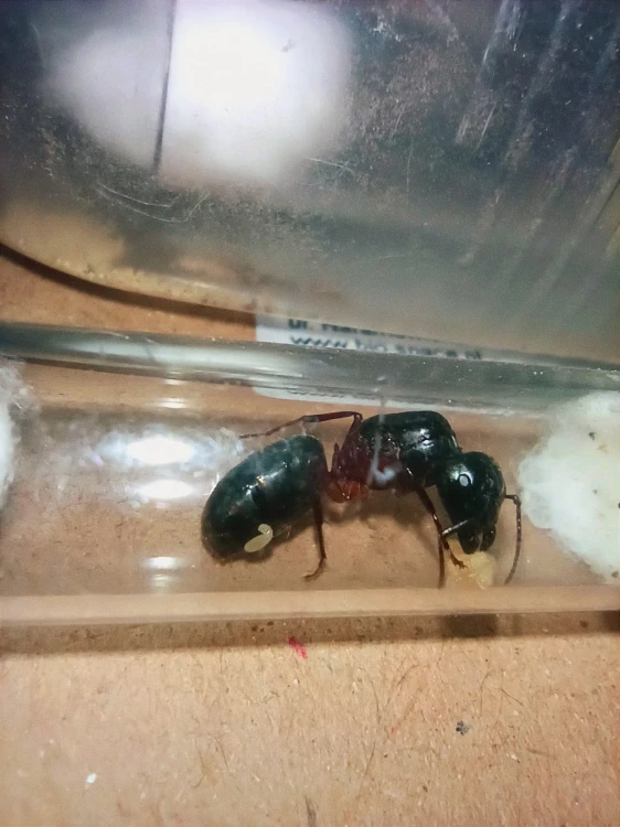 Reine Camponotus herculeanus prenant soin du couvain près du coton dans un tube à essai