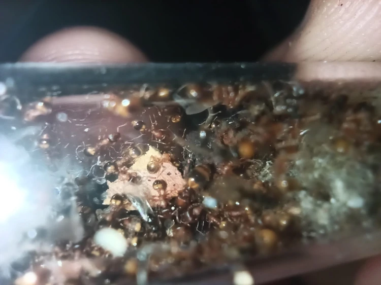 Colonie de petites fourmis Temnothorax cf. nylanderi avec couvain dans un tube à essai