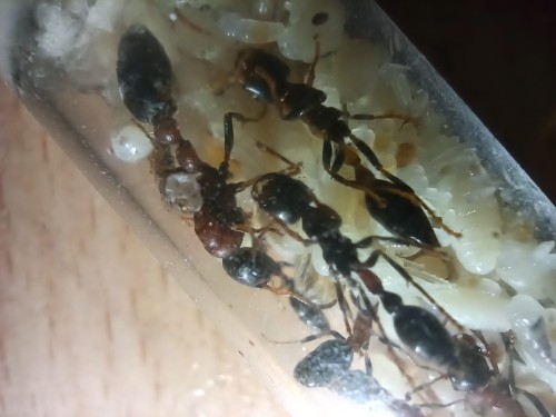 Mrówka tetraponera rufonigra.