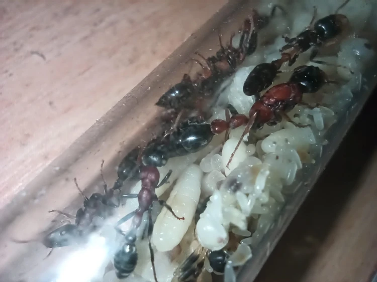 Mrówka tetraponera rufonigra.