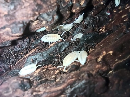 Groupe d'isopodes blancs Trichorhina tomentosa se nourrissant sur un morceau d'écorce