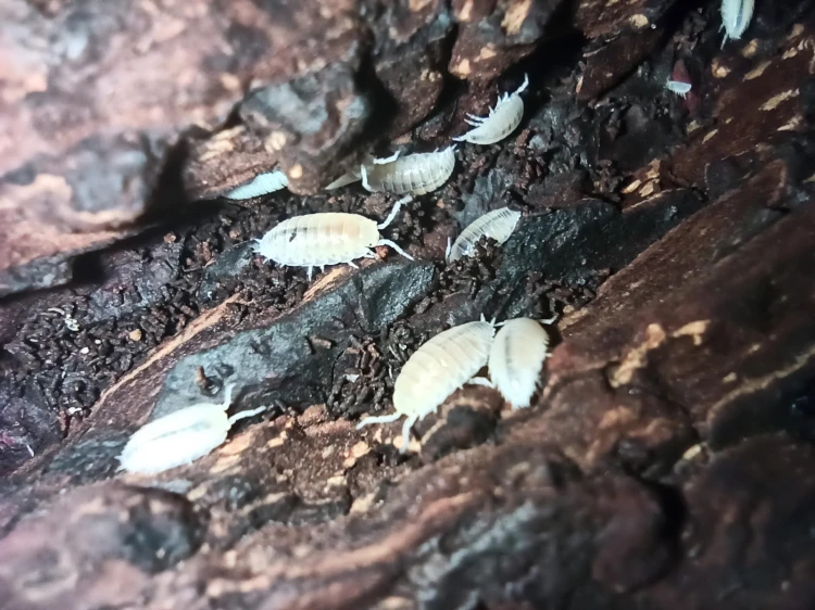 Groupe d'isopodes blancs Trichorhina tomentosa se nourrissant sur un morceau d'écorce