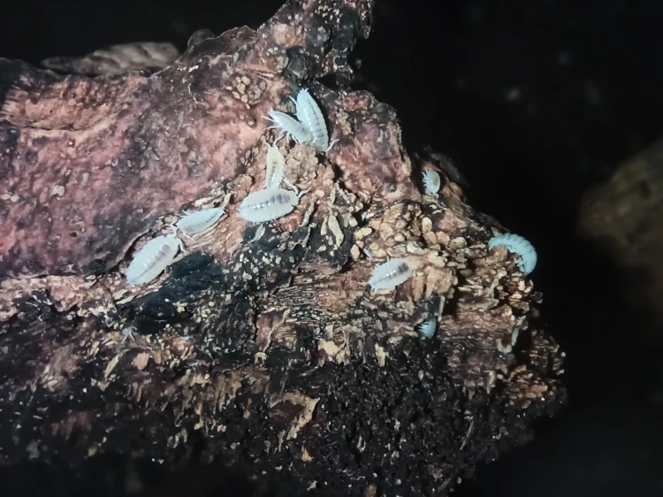 Petits isopodes blancs Trichorhina tomentosa marchant sur de l'écorce de chêne