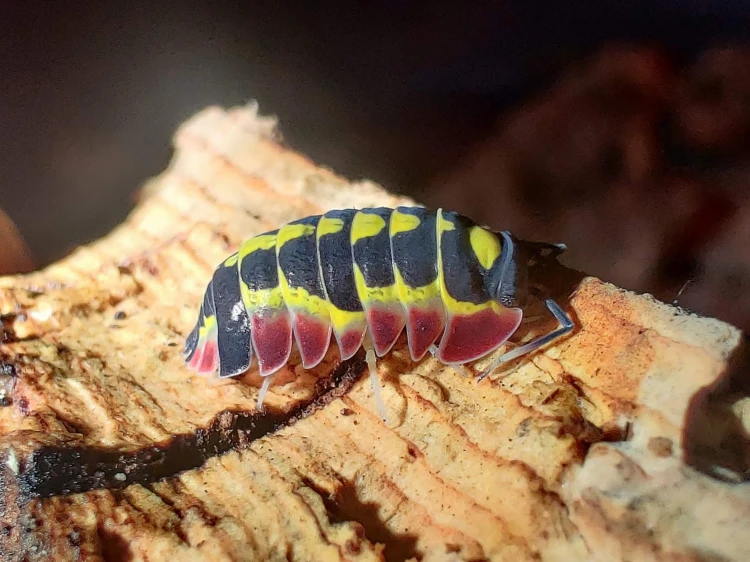 Isopod merulanella red diablo.