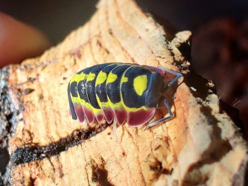 Isopod merulanella red diablo.