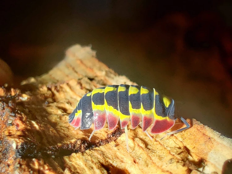 Isopod merulanella red diablo.