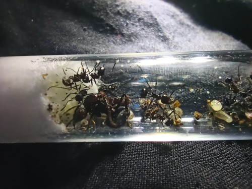 Mrówka myrmicaria natalensis.