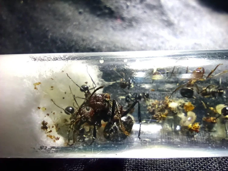 Mrówka myrmicaria natalensis.