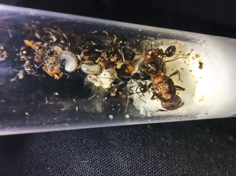 Mrówka myrmicaria natalensis.