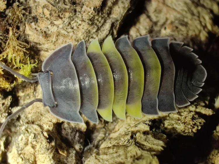 Isopod merulanella phantom.