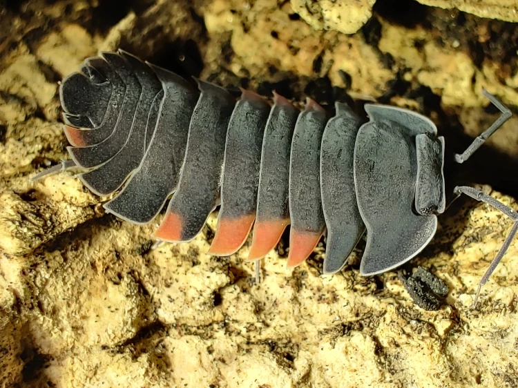 Isopod merulanella lava.