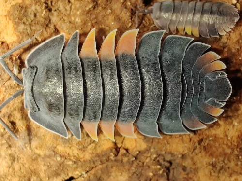 Isopod merulanella lava.