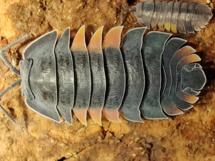 Isopod merulanella lava.
