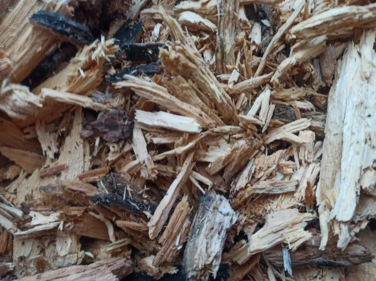 Bois pourri naturel broyé fournissant de la matière organique pour isopodes et coléoptères.
