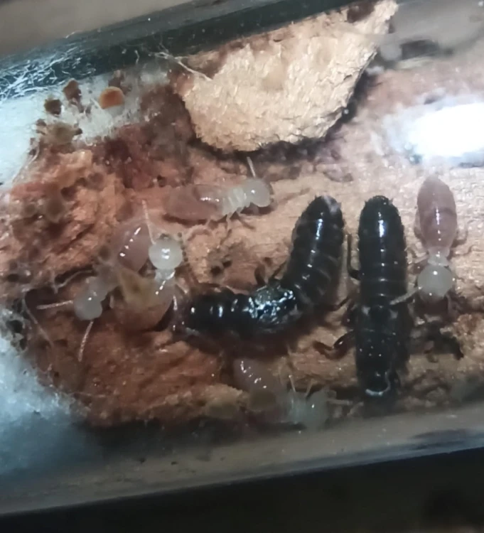 reticulitermes cf lucifugus.