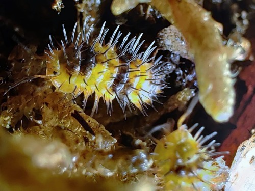 Isopod laureola durian.