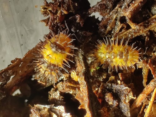 Gros plan sur la carapace épineuse de l'isopode Laureola 'durian' en terrarium