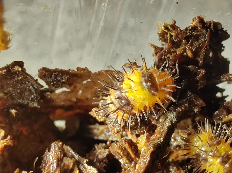 Groupe d'isopodes jaunes Laureola 'durian' sur un morceau d'écorce