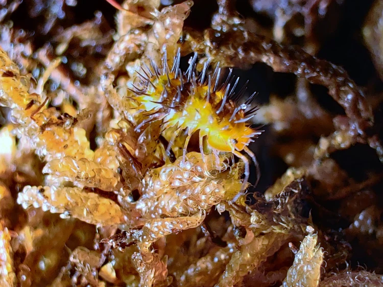 Isopode Laureola 'durian' avec épines caractéristiques sur substrat organique