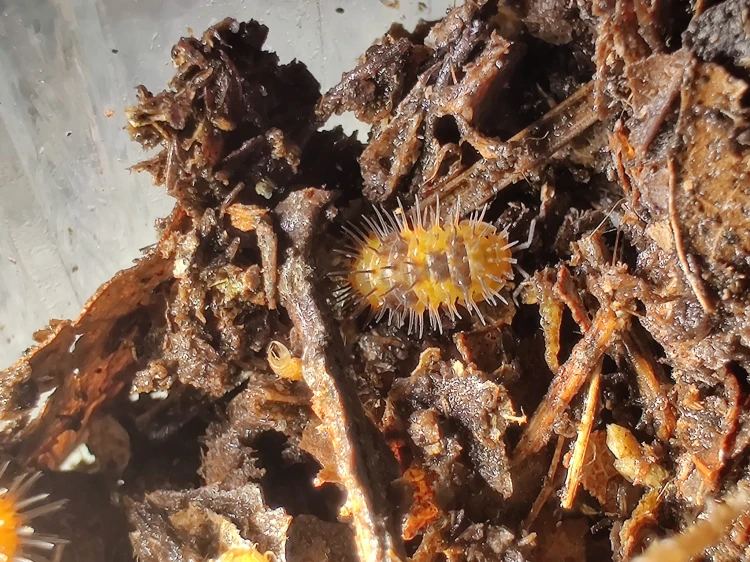 Deux isopodes jaune vif Laureola 'durian' parmi l'écorce et le substrat