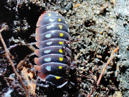 Armadillidium klugii color mix isopod with yellow and white spots on dark substrate
