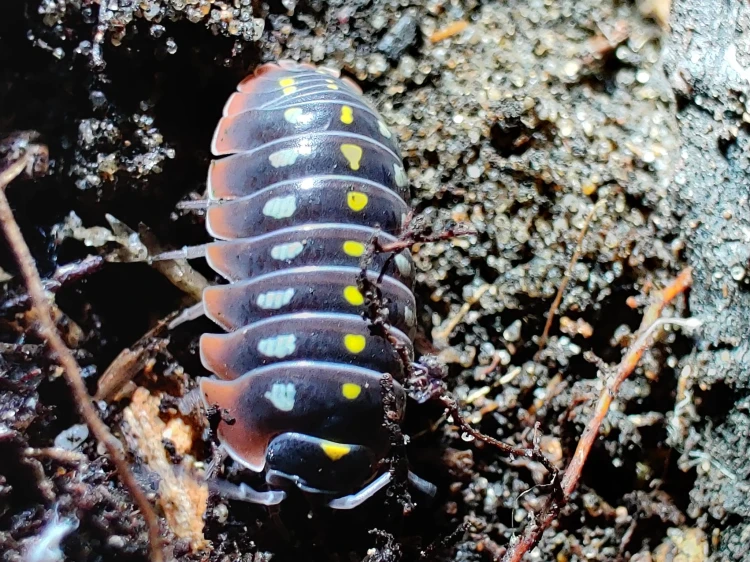 Isopode Armadillidium klugii color mix avec des points jaunes et blancs sur substrat sombre