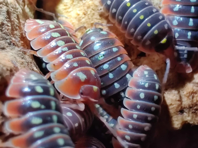 Groupe d'isopodes Armadillidium klugii color mix aux couleurs variées sur de l'écorce de liège.
