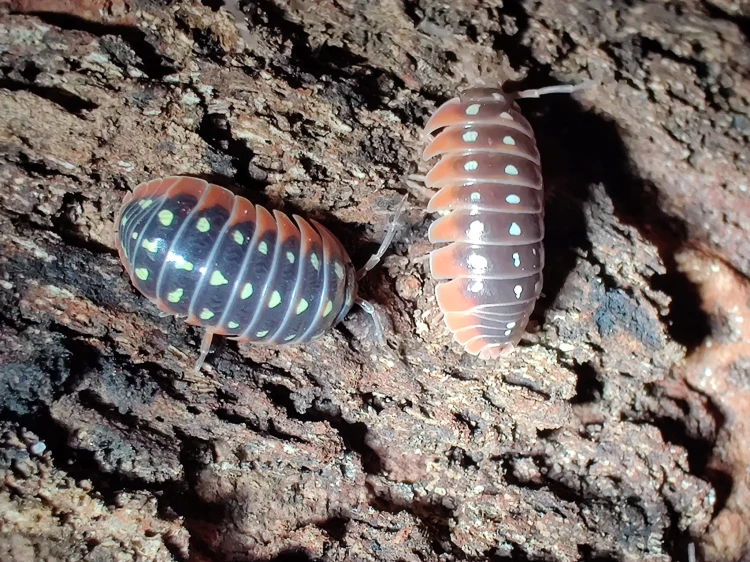 Gros plan d'un isopode sombre Armadillidium klugii à taches jaunes et blanches et bords rouges.