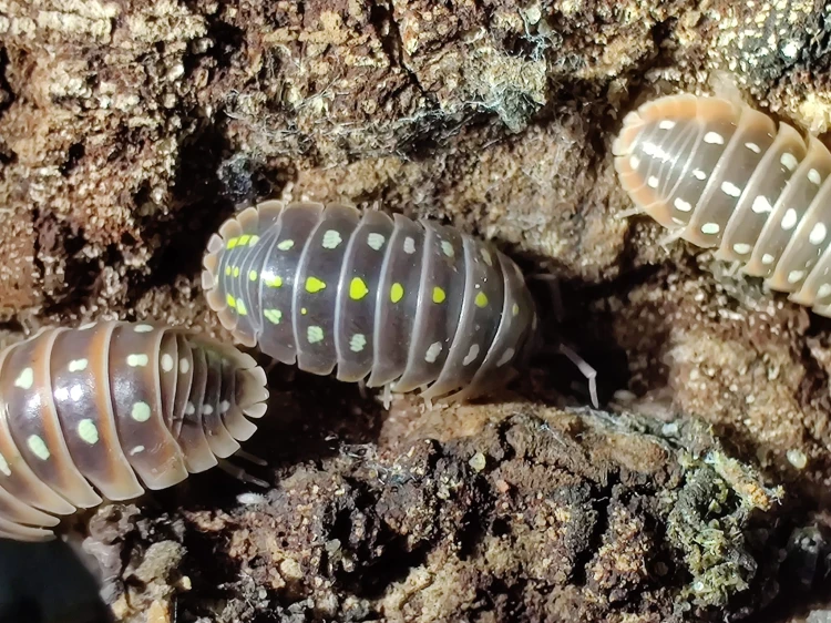 Trois isopodes Armadillidium klugii de différentes variantes de couleur sur de l'écorce.