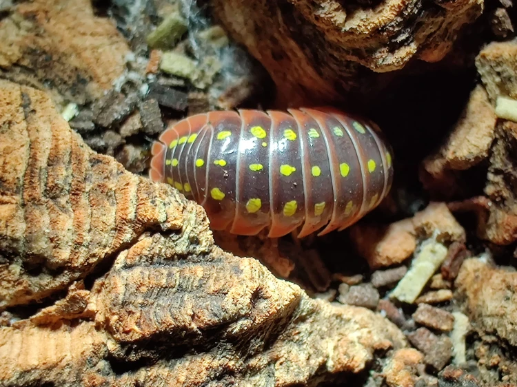 Gros plan de profil d'un isopode courbé Armadillidium klugii montrant ses taches jaunes.